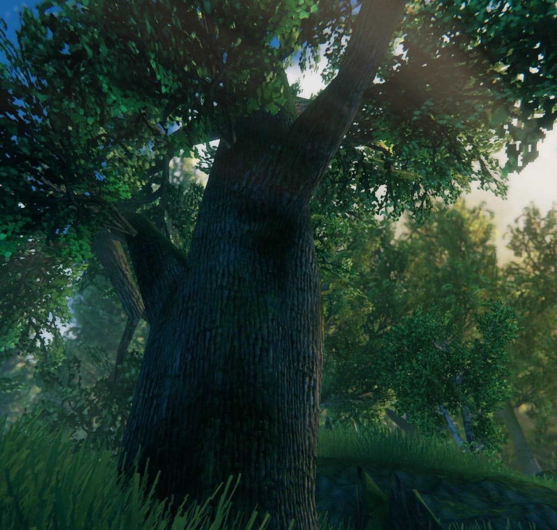 Oak. Enormous, gnarled and unmistakable. One of these is worth a whole trip.